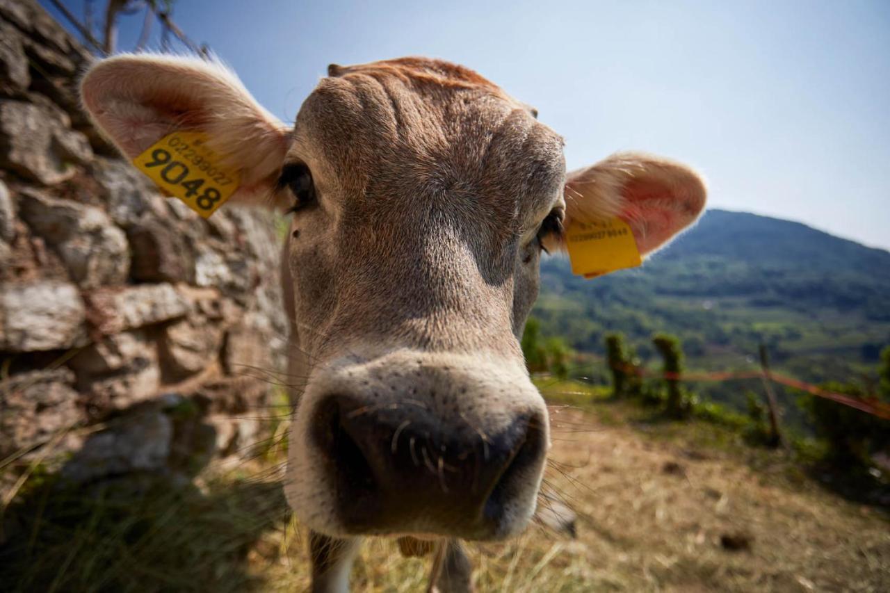 Le Terre Di Gu Villa Tenno Bagian luar foto